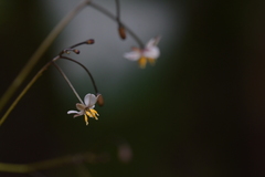 Dianella nigra