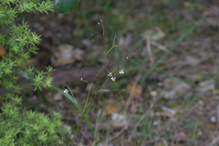 Dianella nigra