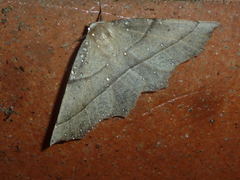 Gerinia honoraria