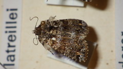 Callopistria latreillei
