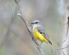 Eopsaltria griseogularis