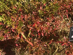 Rhododendron obtusum