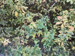 Rhododendron mucronatum