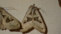 Phlogophora scita