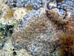 Distaplia