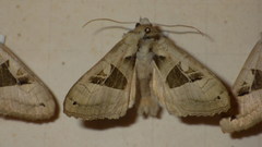 Phlogophora scita