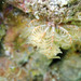 Lovens Feather Star - Photo (c) Matt Tank, some rights reserved (CC BY-NC), uploaded by Matt Tank
