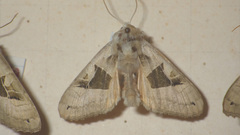 Phlogophora scita