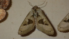 Phlogophora scita