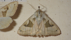 Phlogophora scita