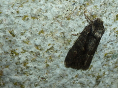 Dryobotodes tenebrosa