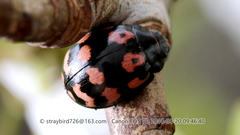 Paropsides soriculata