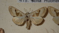 Phlogophora scita