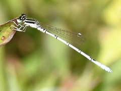 Agriocnemis pieris