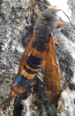 Tremex fuscicornis