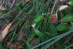 Leichhardtia suaveolens