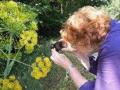 Ferula