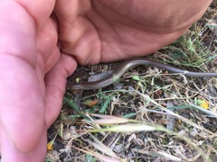 Chalcides striatus