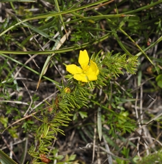 Hibbertia prostrata