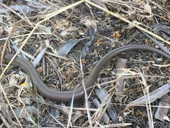 Chalcides striatus
