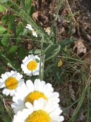Leucanthemum sylvaticum