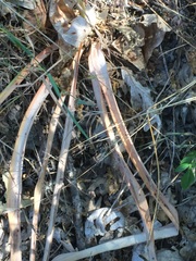Asphodeloideae