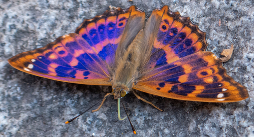 Lesser Purple Emperor, 64832 Babenhausen, Germany, photo 8 of 10