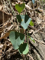Echinostephia aculeata