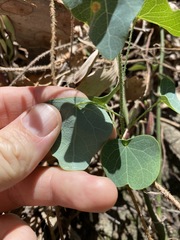 Echinostephia aculeata