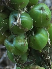 Asphodeloideae