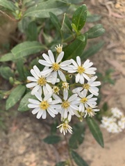 Olearia elliptica
