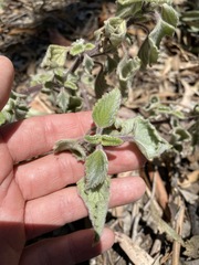 Coleus habrophyllus