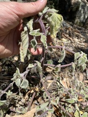 Coleus habrophyllus