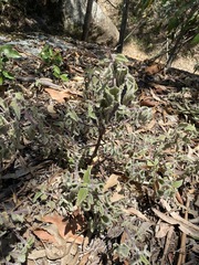 Coleus habrophyllus