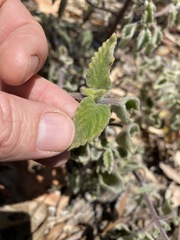Coleus habrophyllus