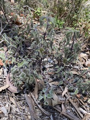 Coleus habrophyllus