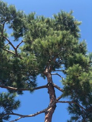 Pinus