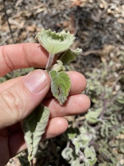 Coleus habrophyllus