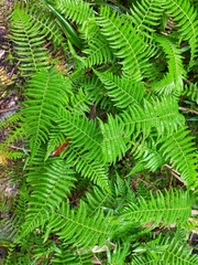 Amauropelta beddomei