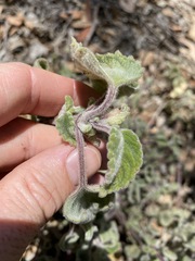 Coleus habrophyllus