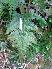Dryopteris formosana