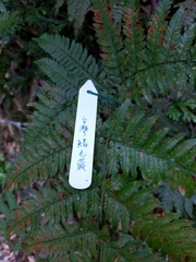 Dryopteris formosana