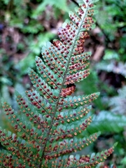 Dryopteris formosana