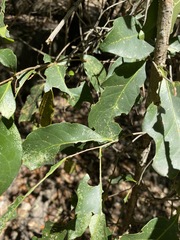 Elaeocarpus obovatus