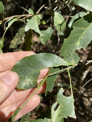 Elaeocarpus obovatus