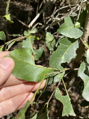 Elaeocarpus obovatus