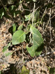 Elaeocarpus obovatus