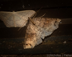 Lithilaria proestans