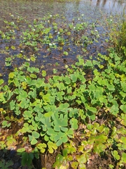 Marsilea mutica