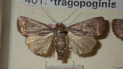 Amphipyra tragopoginis